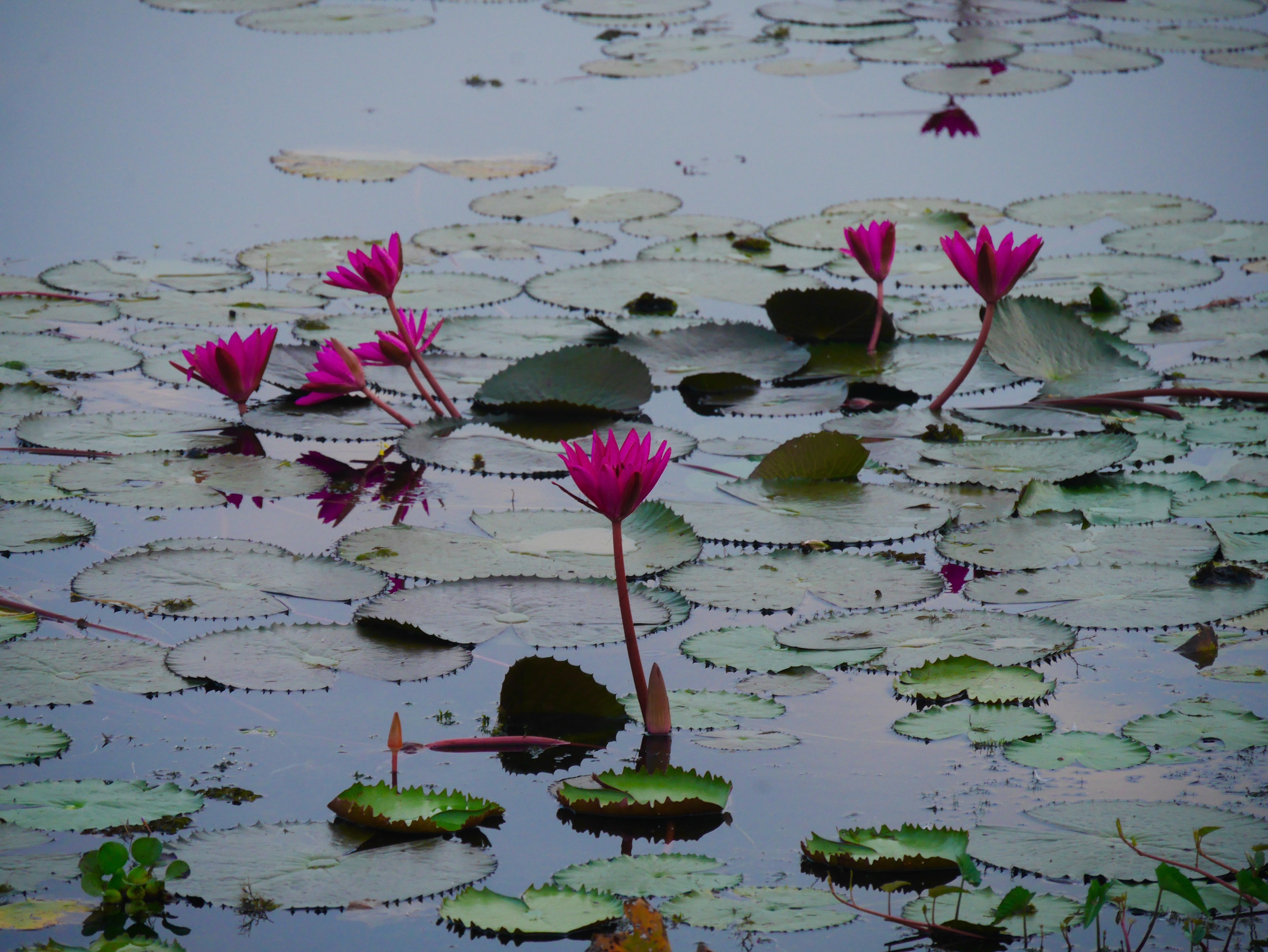 lotus-on-the-backwaters-of-Kerala