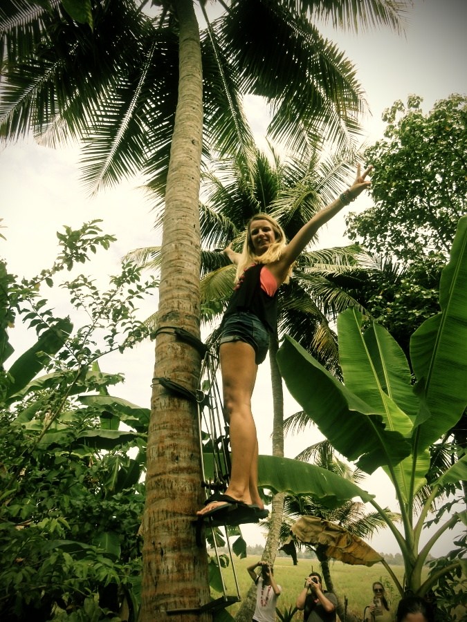 The brave tried climbing the tall coconut trees with some strange metal…almost stilts. It did not look easy.