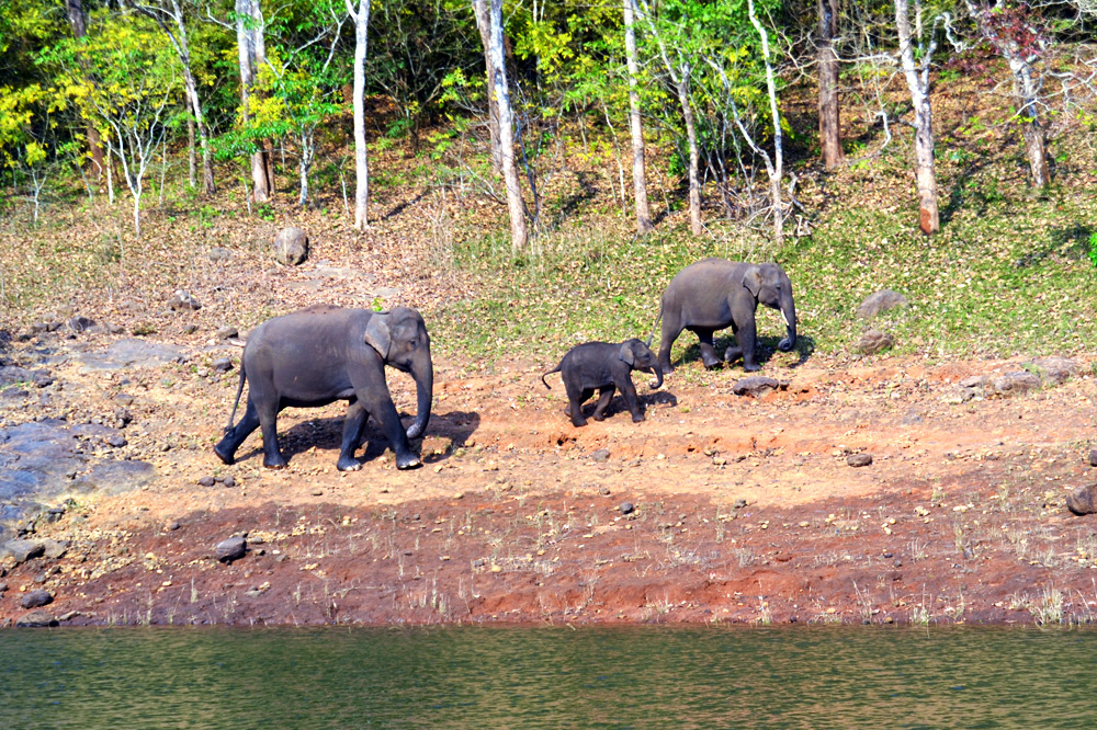 Simply magical: An elephant family go for a swim on the river