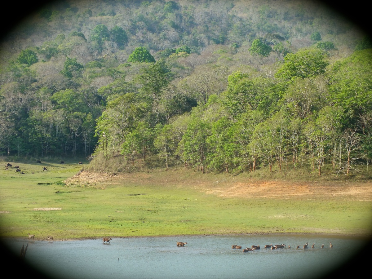 Family of deer in the RESERVATION dam.