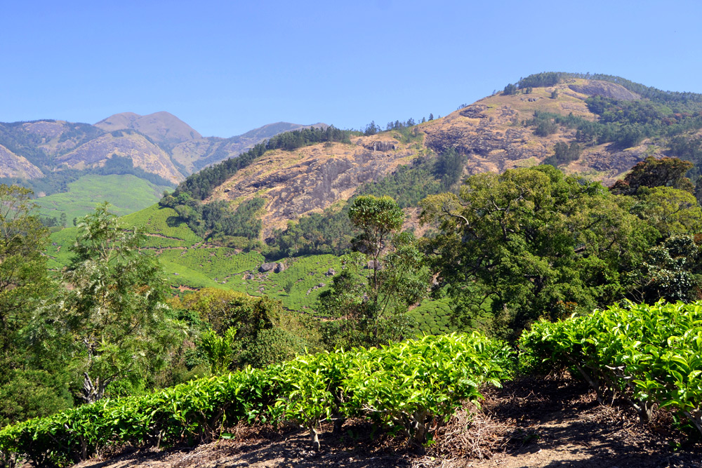 Die Teeplantagen prägen die Landschaften in Kerala und auf den Western Ghats Mountains