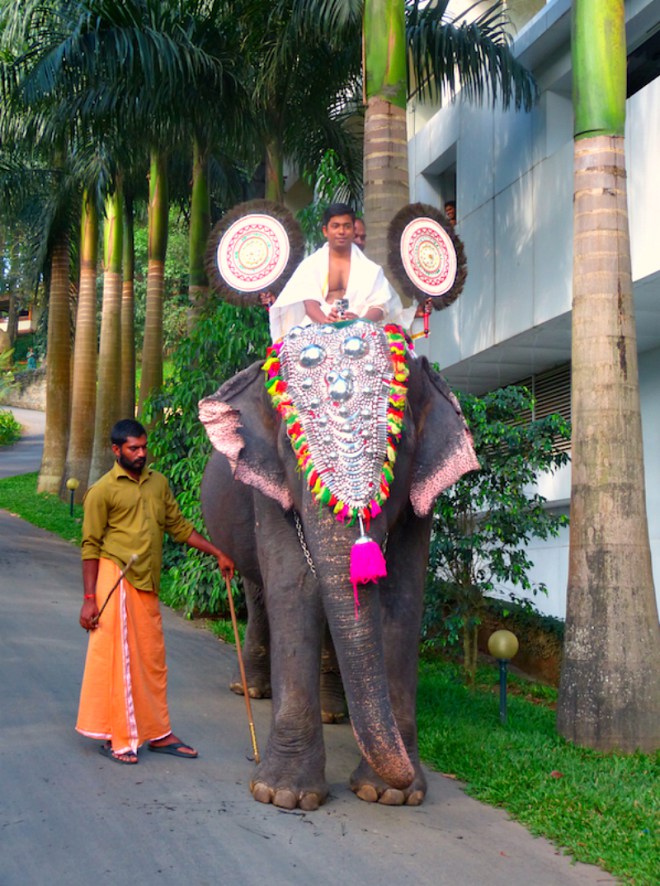 Elephant-greetings-