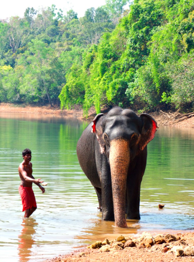 Elephant-wash-in-Kappukadu
